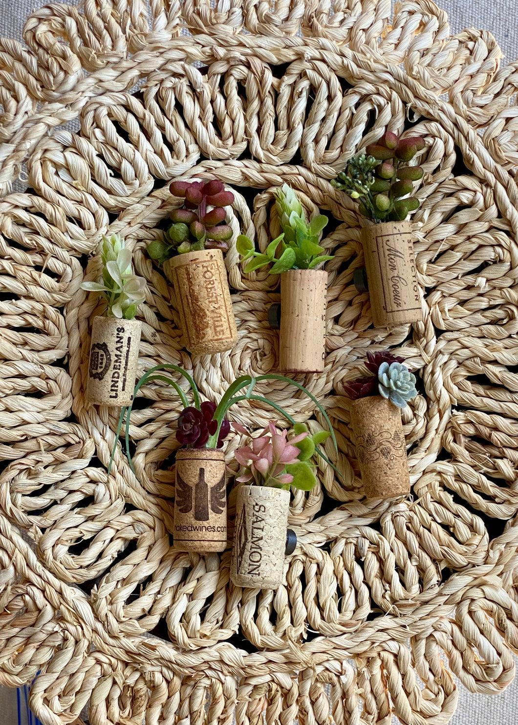 cork succulent magnets Succulent Wine Cork Magnets (Set of 3) – Common Folk & Co